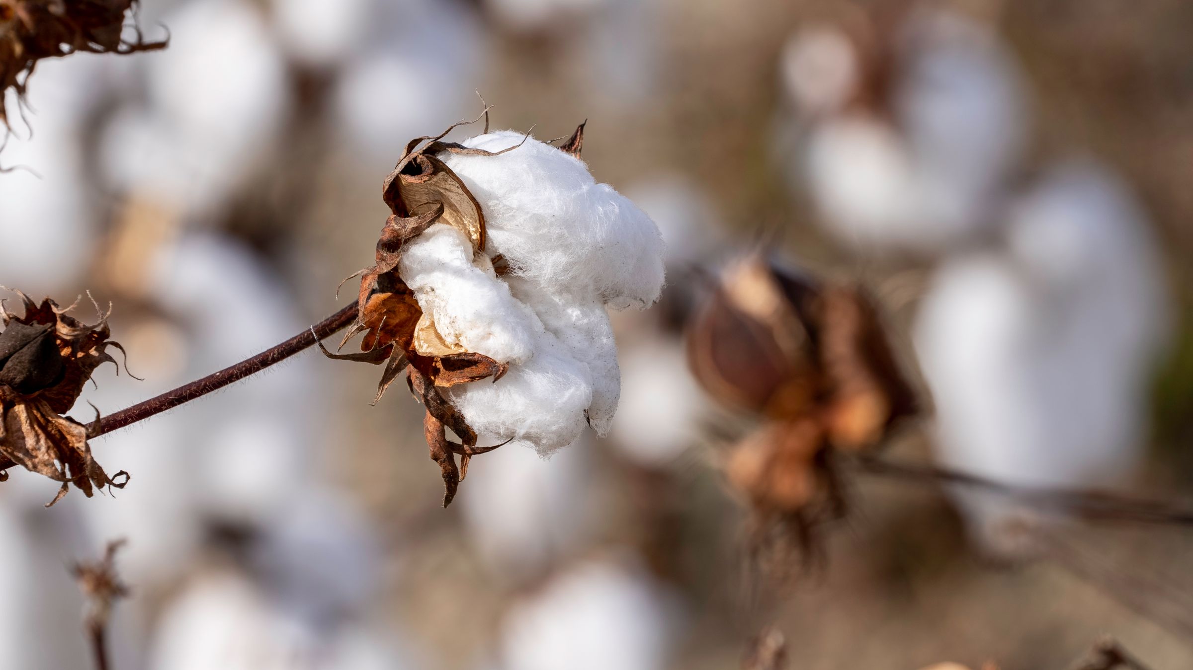 A close view of white cotton fibre in an open boll