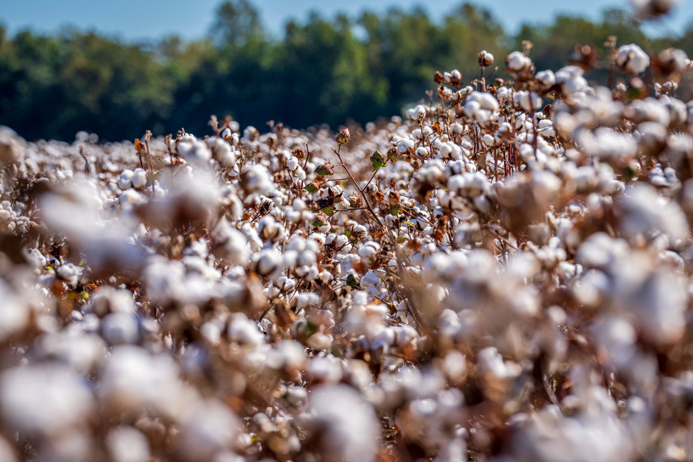 Cotton plants with white bolls in a field