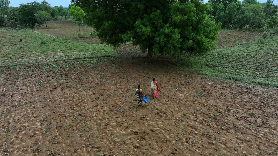 Farmers walking across a cultivated field beneath a large tree in Odisha